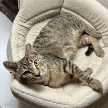 Rescue Tabby and Domestic Short Hair Cats for Adoption in Knoxville, Tennessee - Elwood P Dowd | PetCurious
