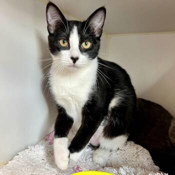 Domestic Short Hair Cats Available for Adoption - Fizz (bonded W/Flurry) | PetCurious