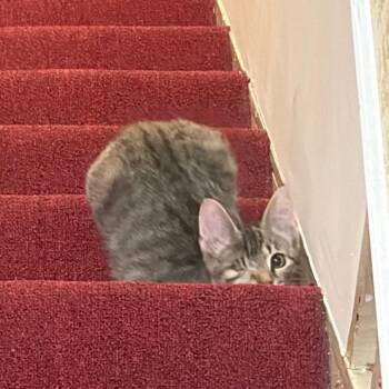 Liza -  Domestic Short Hair Cat for Adoption in Philadelphia, Pennsylvania - Liza | PetCurious