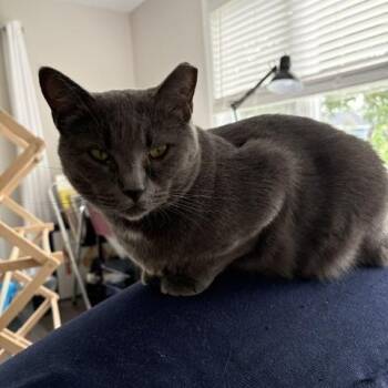 Gypsy (Sweet and Sophisicated) -  Domestic Short Hair Cat for Adoption in Lemoyne, Pennsylvania - Gypsy (Sweet And Sophisicated) | PetCurious