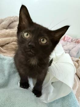 Buccee -  Domestic Short Hair Cat for Adoption in Bayonne, New Jersey - Buccee | PetCurious