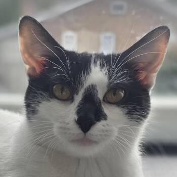 Windy -  Domestic Short Hair Cat for Adoption in Chicago, Illinois - Windy | PetCurious