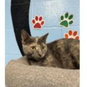 Bagel -  Domestic Short Hair Cat for Adoption in Tallahassee, Florida - Bagel | PetCurious
