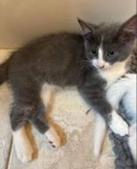 Booba (bonded with Yuno) -  Domestic Short Hair Cat for Adoption in Pickering, Ontario - Booba (bonded With Yuno) | PetCurious