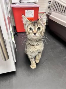 SCULLY -  Domestic Short Hair Cat for Adoption in Minneapolis, Minnesota - SCULLY | PetCurious