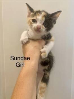 Sundae -  Domestic Short Hair Cat for Adoption in Fort Worth, Texas - Sundae | PetCurious