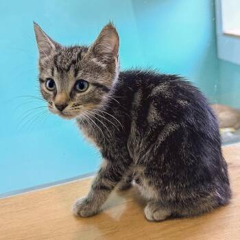 Bellamy -  Domestic Short Hair Cat for Adoption in Falls Church, Virginia - Bellamy | PetCurious