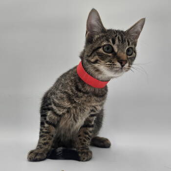Rescue Domestic Short Hair Cats for Adoption in Fargo, North Dakota - Yaw | PetCurious