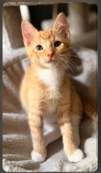 Arthur -  Domestic Short Hair Cat for Adoption in Shawnee, Kansas - Arthur | PetCurious