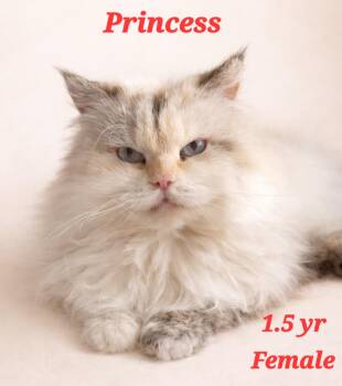 Persian Cats Available for Adoption - Princess-Egypt | PetCurious