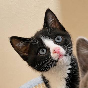 Pip -  Domestic Short Hair Cat for Adoption in Spokane, Washington - Pip | PetCurious