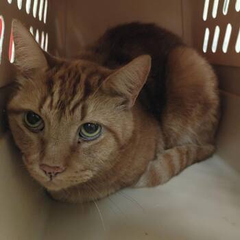 Golden Angel -  Domestic Short Hair Cat for Adoption in Lynchburg, Virginia - Golden Angel | PetCurious
