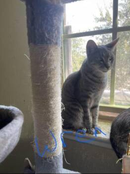 Rescue Tabby and Domestic Short Hair Cats for Adoption in Liverpool, Texas - Wren | PetCurious
