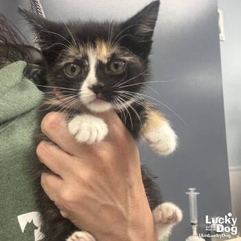 Domestic Short Hair Cats Available for Adoption in Washington, District Of Columbia - Comet | PetCurious
