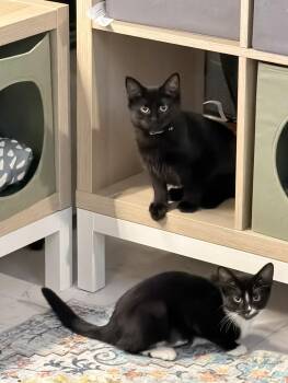 The girls named Grandpa and Napoleon -  Domestic Long Hair Cat for Adoption in West Haven, Connecticut - The Girls Named Grandpa And Napoleon | PetCurious