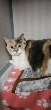 Domestic Short Hair Cats Available for Adoption in Canon City, Colorado - Angelica | PetCurious
