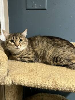 Rescue Domestic Long Hair Cats for Adoption in Loveland, Ohio - Savannah | PetCurious