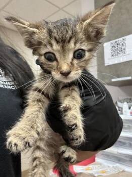 Quail -  Domestic Short Hair Cat for Adoption in Farmers Branch, Texas - Quail | PetCurious