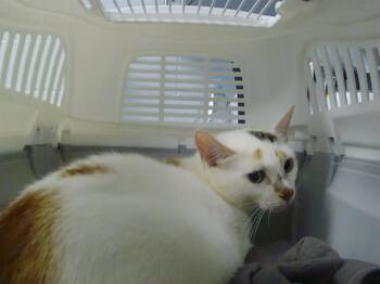 A1265812 -  Domestic Long Hair Cat for Adoption in Charlotte, North Carolina - A1265812 | PetCurious
