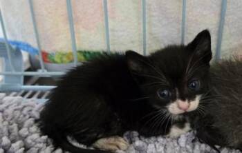 Topaz -  Domestic Short Hair Cat for Adoption in Gainesville, Florida - Topaz | PetCurious