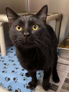 Binx -  Domestic Short Hair Cat for Adoption in Covington, Virginia - Binx | PetCurious