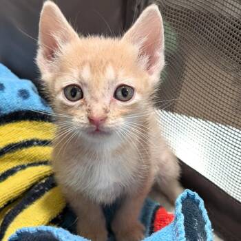Domestic Long Hair Cats Available for Adoption in Buchanan Dam, Texas - Peaches | PetCurious