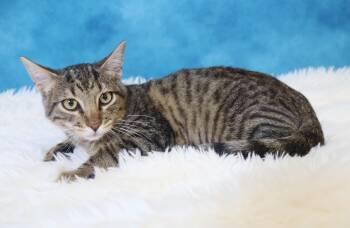 Rescue Domestic Short Hair Cats for Adoption in League City, Texas - Vino - Fun Kitten, Big Fan Of Other Cats! | PetCurious