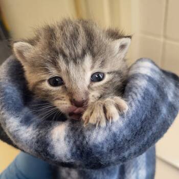 Rescue Domestic Short Hair Cats for Adoption in Windsor, Virginia - Moe | PetCurious