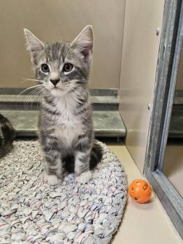 Domestic Short Hair Cats Available for Adoption in Elko, Nevada - Dizzy 61060713 | PetCurious