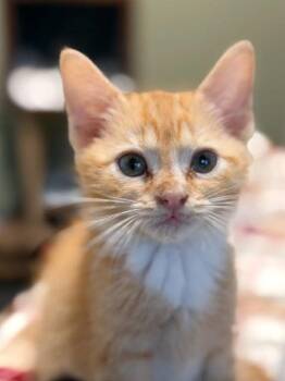 Buttercup -  Tabby Cat for Adoption in Knoxville, Tennessee - Buttercup | PetCurious