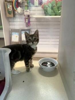 04800B Esmerelda -  Domestic Short Hair Cat for Adoption in North Charleston, South Carolina - 04800B Esmerelda | PetCurious