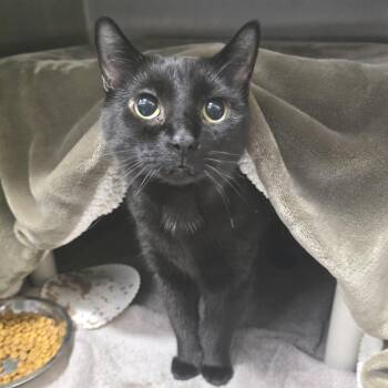 Zara -  Domestic Short Hair Cat for Adoption in Fort Wayne, Indiana - Zara | PetCurious