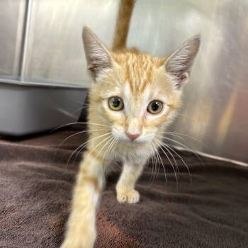 Simone -  Domestic Short Hair Cat for Adoption in Leander, Texas - Simone | PetCurious