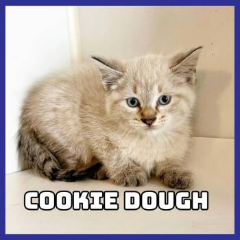 Cookie-Dough -  Siamese Cat for Adoption in Glenwood, Minnesota - Cookie-Dough | PetCurious