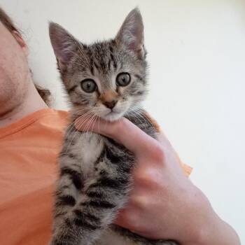 Tabby Cats Available for Adoption in Columbia, South Carolina - Snoopy | PetCurious