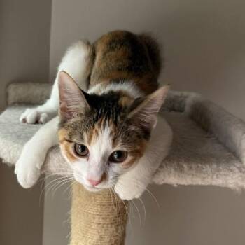 Safari Chic -  Domestic Short Hair Cat for Adoption in Richmond, Virginia - Safari Chic | PetCurious