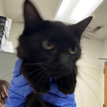PG Tips AKA Peter -  Domestic Medium Hair Cat for Adoption in Charleston, West Virginia - PG Tips AKA Peter | PetCurious
