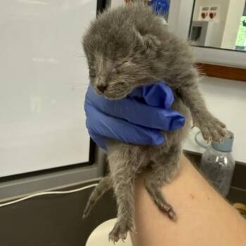 Domestic Short Hair Cats Available for Adoption - 04/04/2026-Stray-HunterCourt-2 | PetCurious