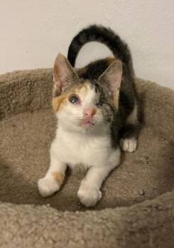 Kamila ~ Limited Eyesight -  Domestic Short Hair Cat for Adoption in Rochester, Indiana - Kamila ~ Limited Eyesight | PetCurious