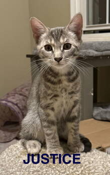 Rescue Domestic Short Hair Cats for Adoption in Naugatuck, Connecticut - Justice | PetCurious