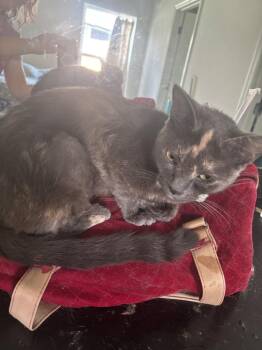 Dolly Parton -  Domestic Short Hair Cat for Adoption in Salisbury, North Carolina - Dolly Parton | PetCurious