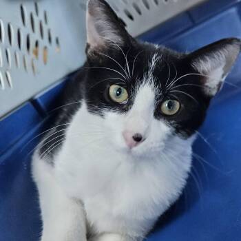 JuFi -  Domestic Short Hair Cat for Adoption in Springfield, Missouri - JuFi | PetCurious