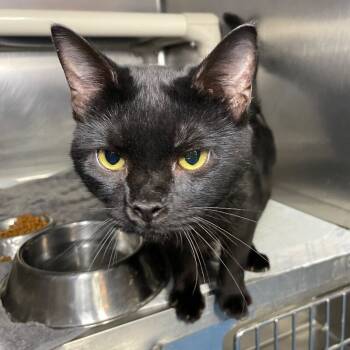 Rescue Domestic Short Hair Cats for Adoption in Roanoke, Virginia - Flynn | PetCurious