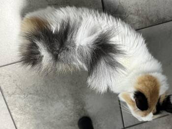 Rescue Domestic Long Hair Cats for Adoption in San Tan Valley, Arizona - Aria   ***Community Courtesy Post*** | PetCurious