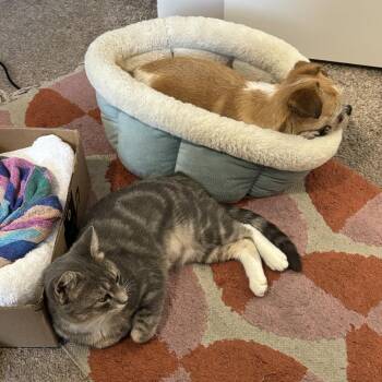 Betty -  Domestic Short Hair Cat for Adoption in Fort Worth, Texas - Betty | PetCurious