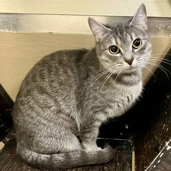 Rescue Domestic Short Hair Cats for Adoption in Temecula, California - Joy | PetCurious