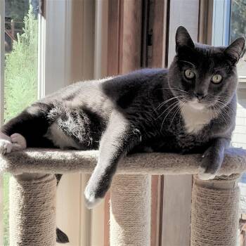 Domestic Short Hair Cats Available for Adoption - Benny Lew | PetCurious