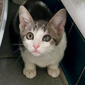 Domestic Short Hair Cats Available for Adoption in Honolulu, Hawaii - Lois | PetCurious