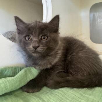 Honda -  Domestic Medium Hair Cat for Adoption in Buellton, California - Honda | PetCurious