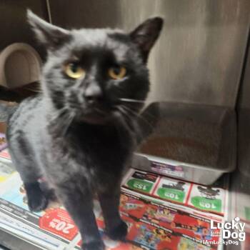 Domestic Short Hair Cats Available for Adoption - Jordan | PetCurious